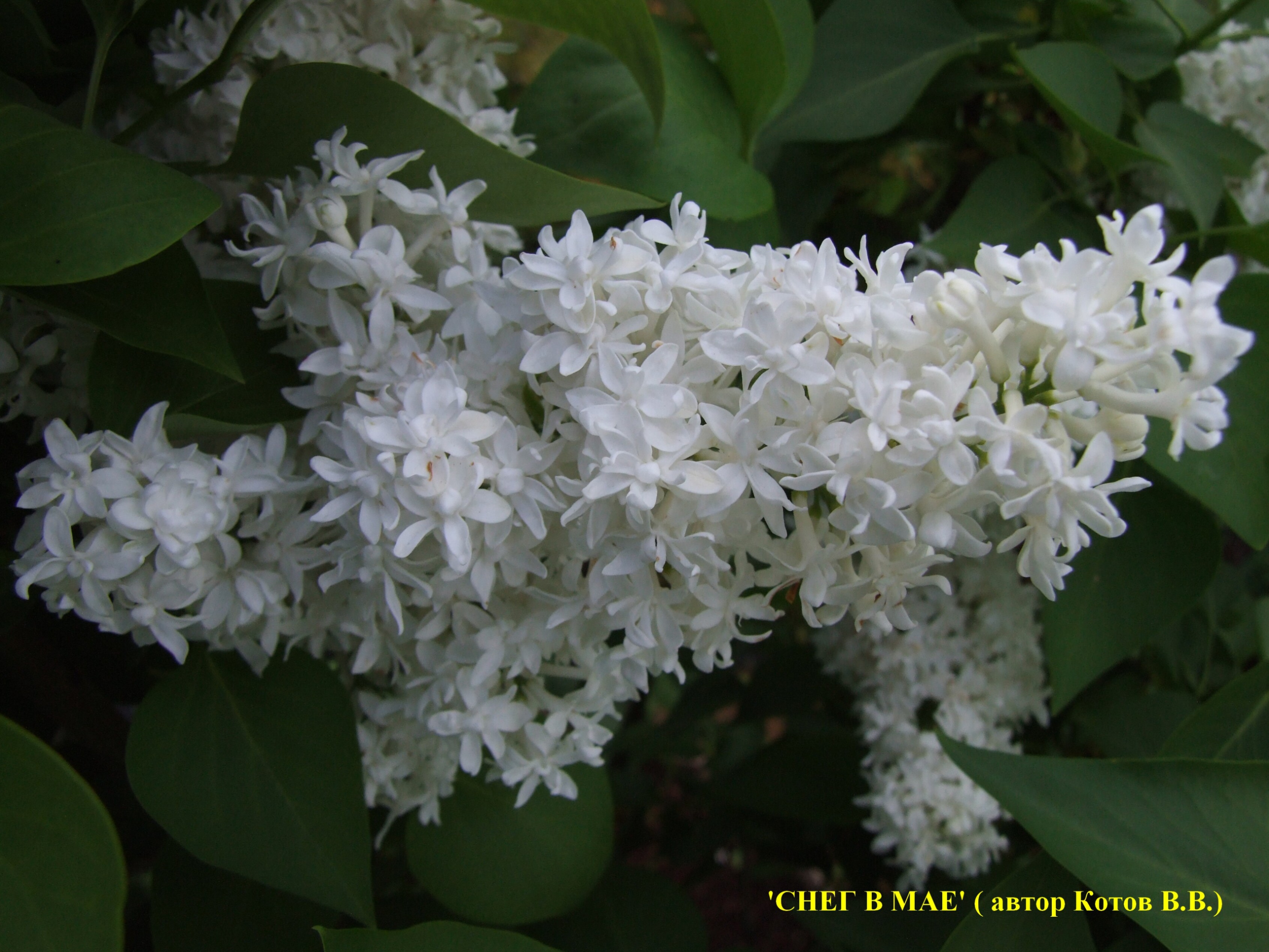 Сирень обыкновенная Снег В Мае